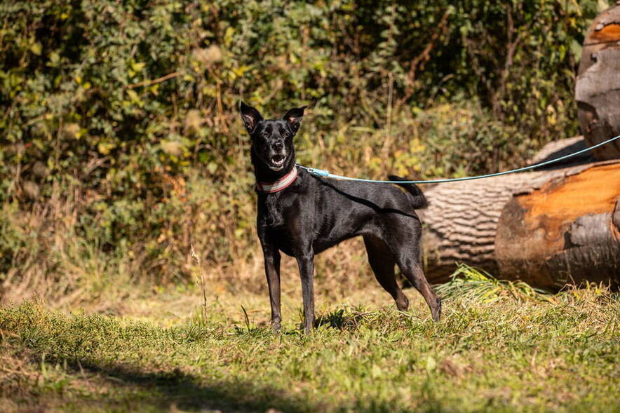 Negrita und Jharo