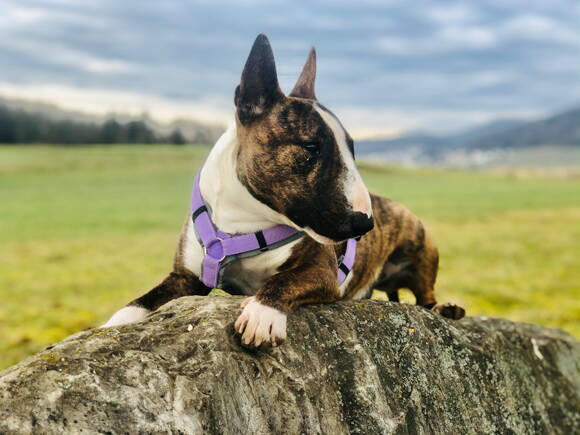 mikki_bearb.jpg mikki_bearb.jpg